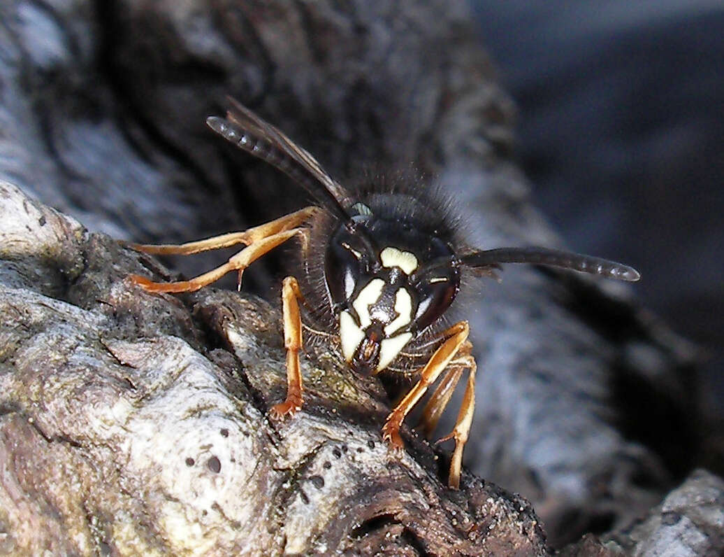 Image de Vespula rufa (Linnaeus 1758)