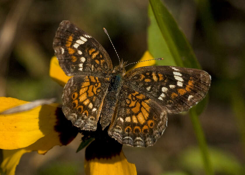 Image of Phaon Crescent