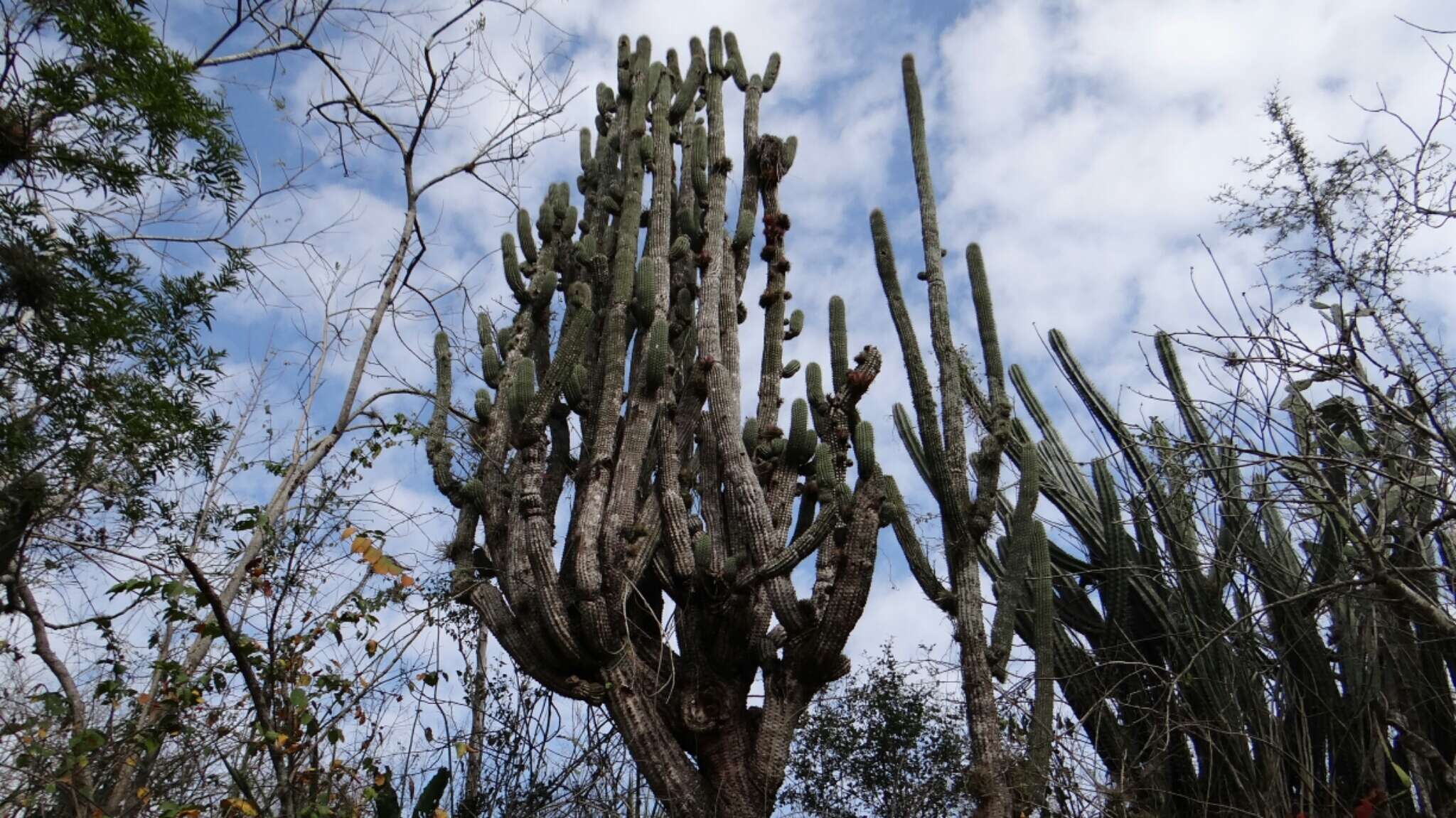 Neobuxbaumia scoparia (Polseg.) Backeb.的圖片