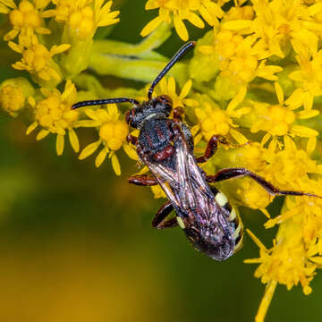 Image de Nomada vicina Cresson 1863