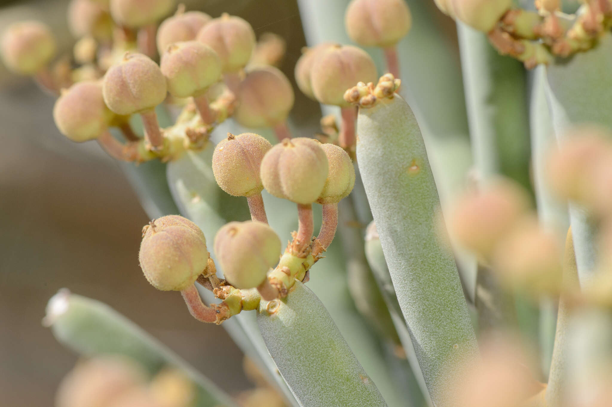 Image of Euphorbia arbuscula Balf. fil.