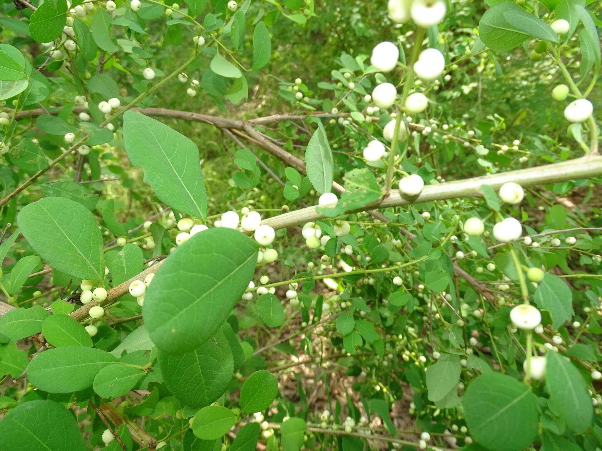 Imagem de Flueggea virosa subsp. virosa