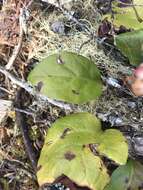 Image of Pyrola asarifolia subsp. bracteata (Hook.) Haber