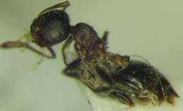 Image of Crematogaster opaca Mayr 1870