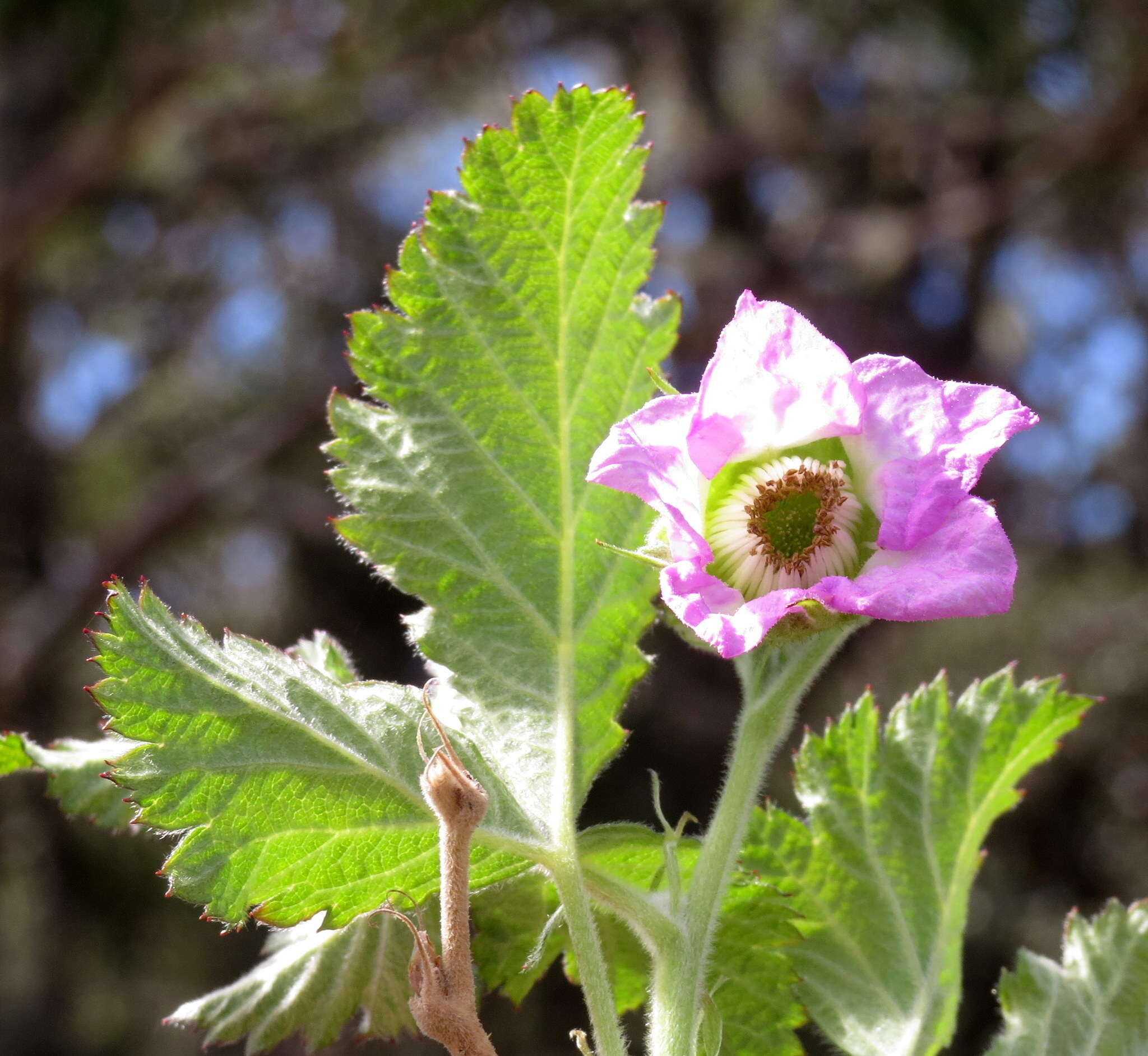 Слика од Rubus hawaiensis A. Gray