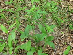 Image of Patrinia scabiosifolia Fisch. ex Trevir.