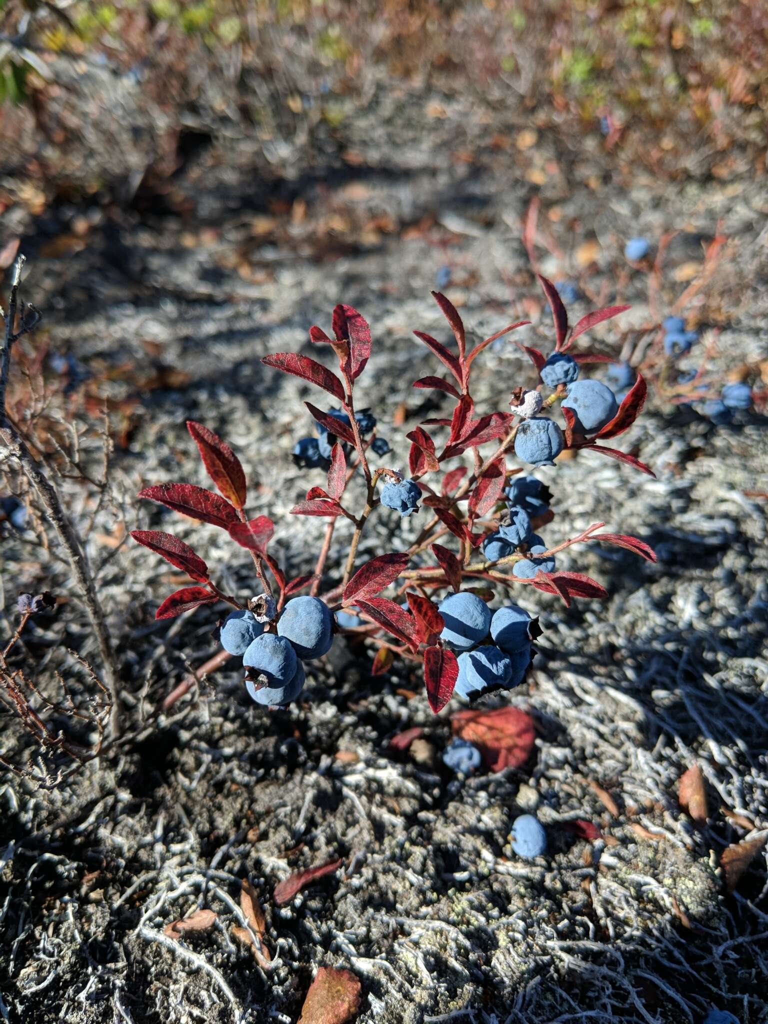 Image of northern blueberry