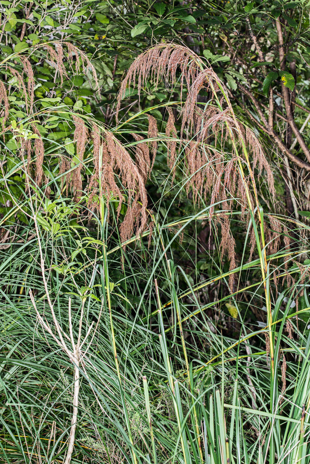 Imagem de Gahnia setifolia (A. Rich.) Hook. fil.