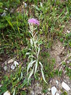 Image of singleflower knapweed