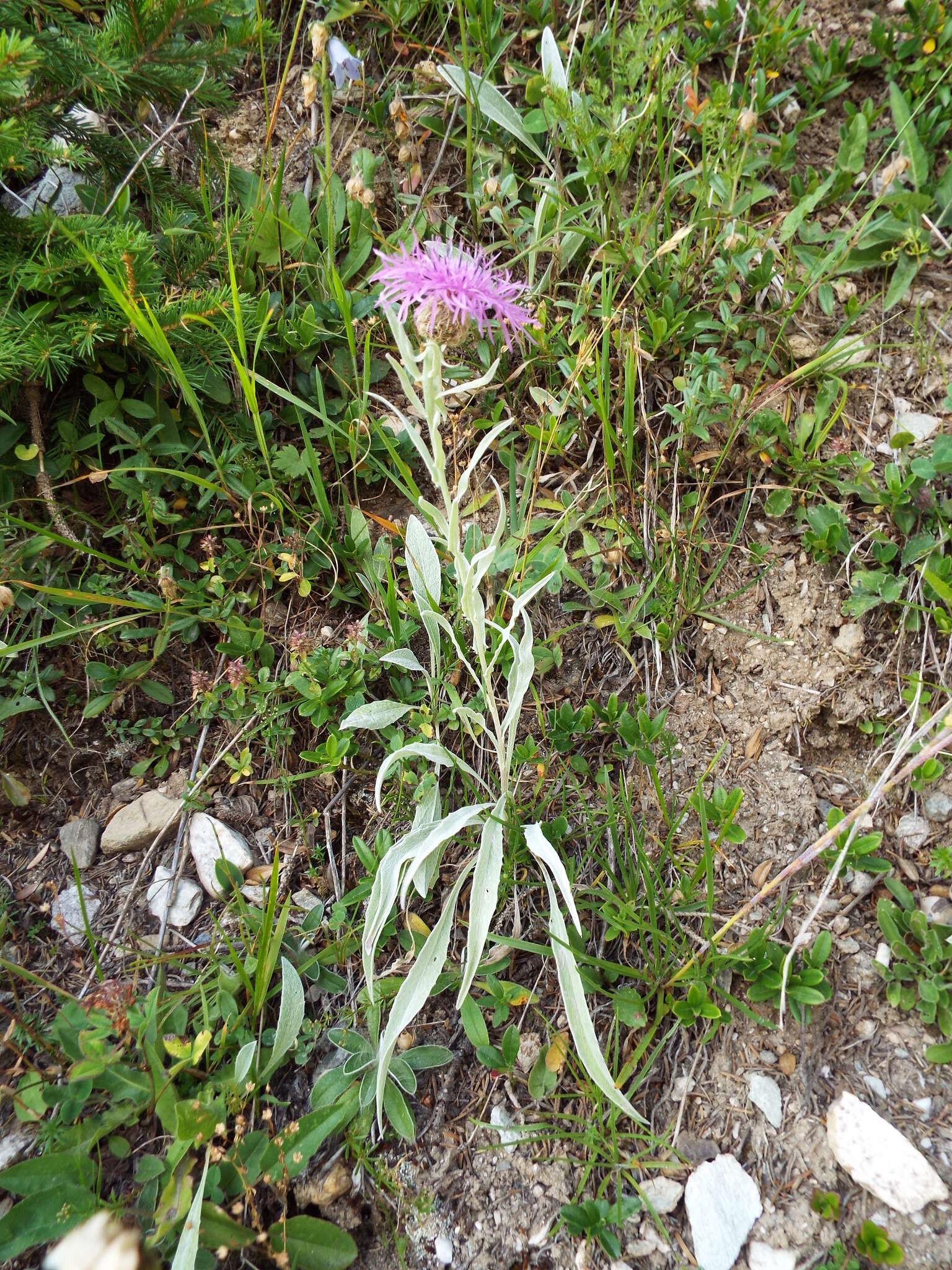 Image of singleflower knapweed