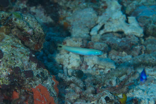 Image of Blacktail goby