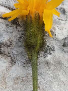 Image of Crepis jacquinii Tausch