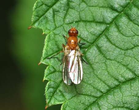 Image of Psilosoma audouini (Zetterstedt 1835)