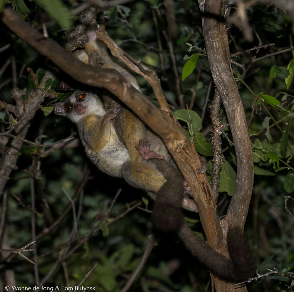 Image of Galago senegalensis braccatus Elliot 1907