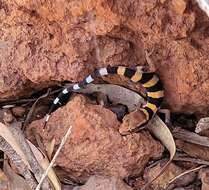 Image of Cave Prickly Gecko