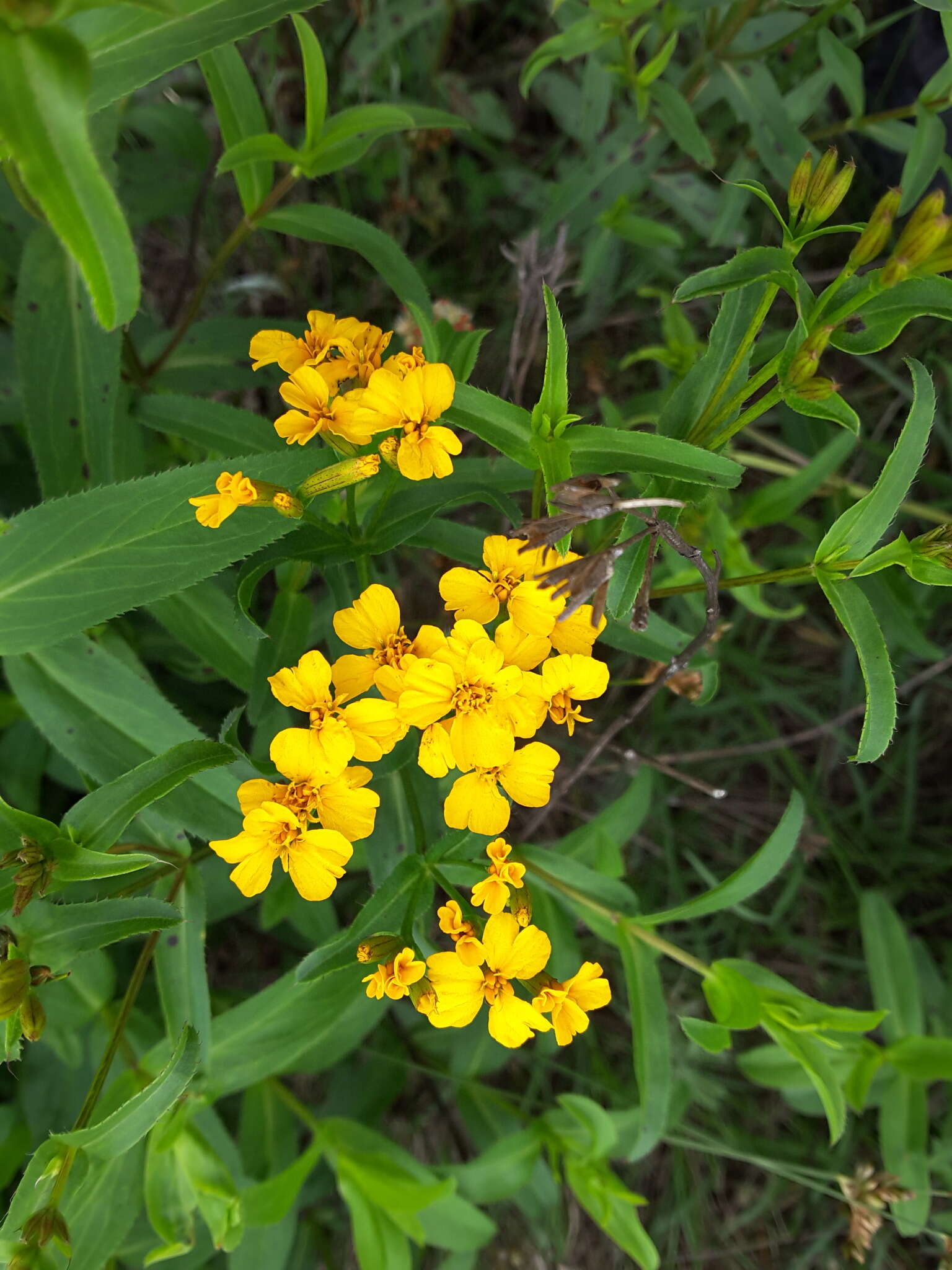 Image de Tagetes lucida Cav.