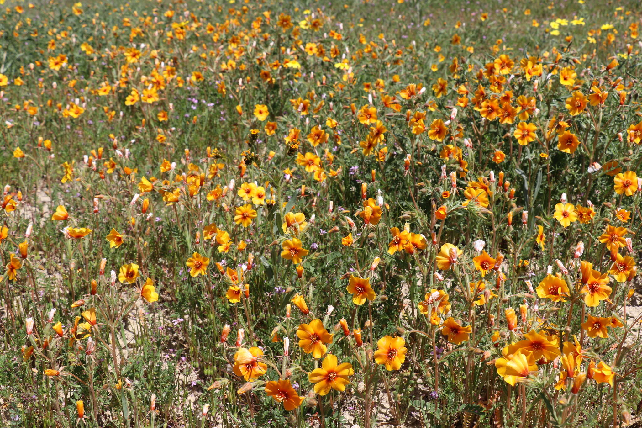 Image of San Joaquin blazingstar