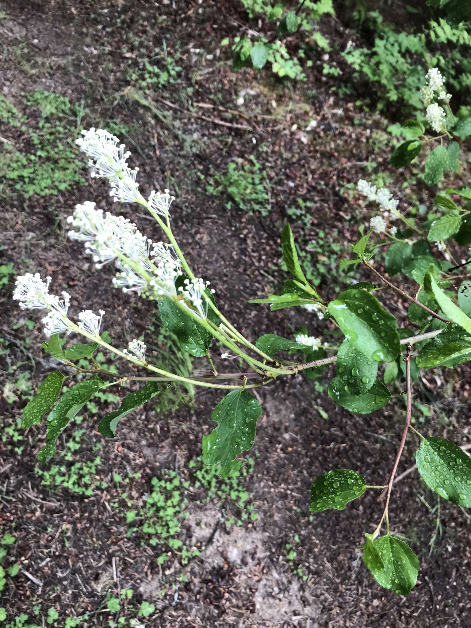 Image of Redstem Ceanothus