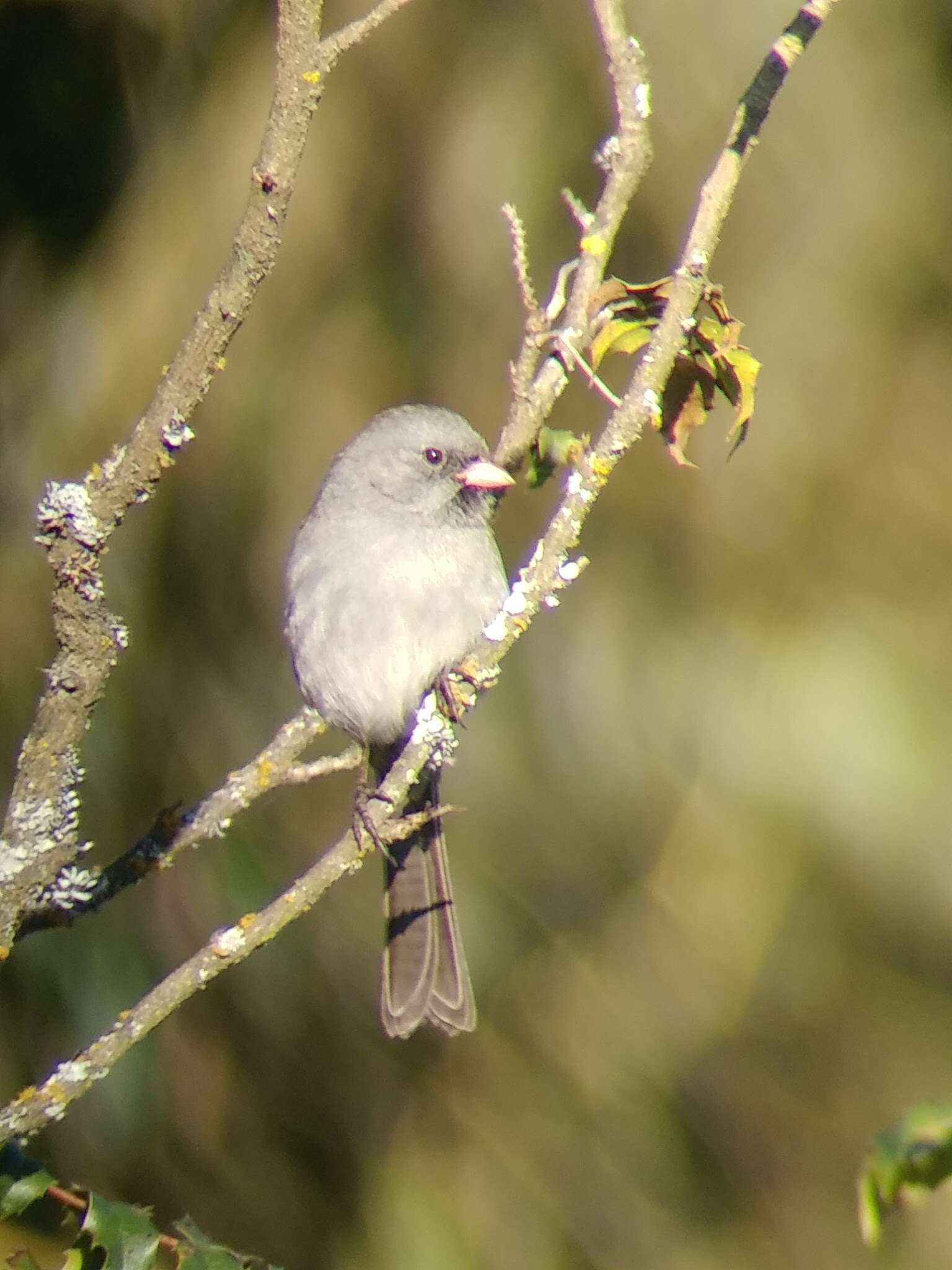 Image of Black-chinned Sparrow