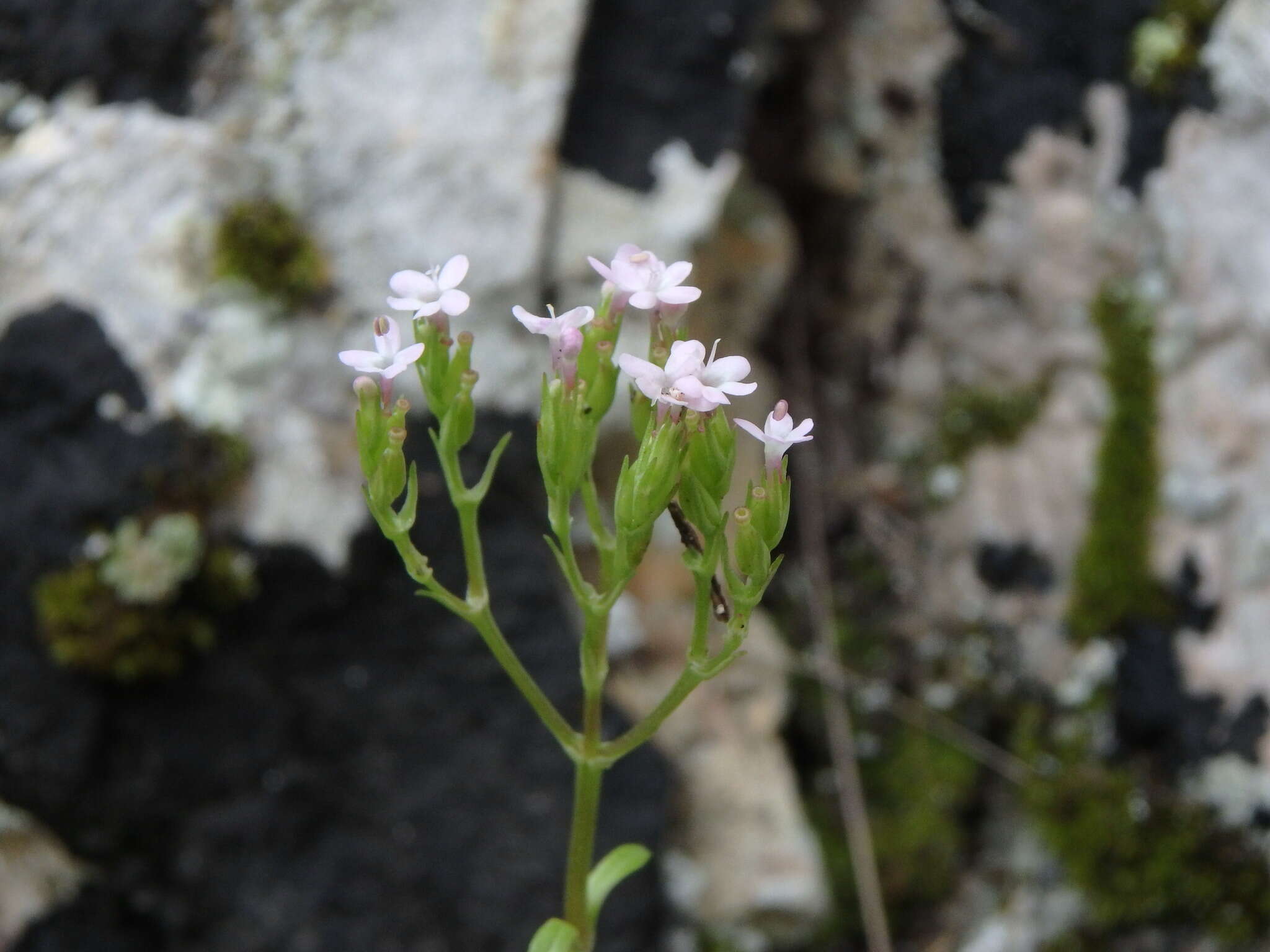 Image of Centranthus calcitrapae (L.) Dufr.