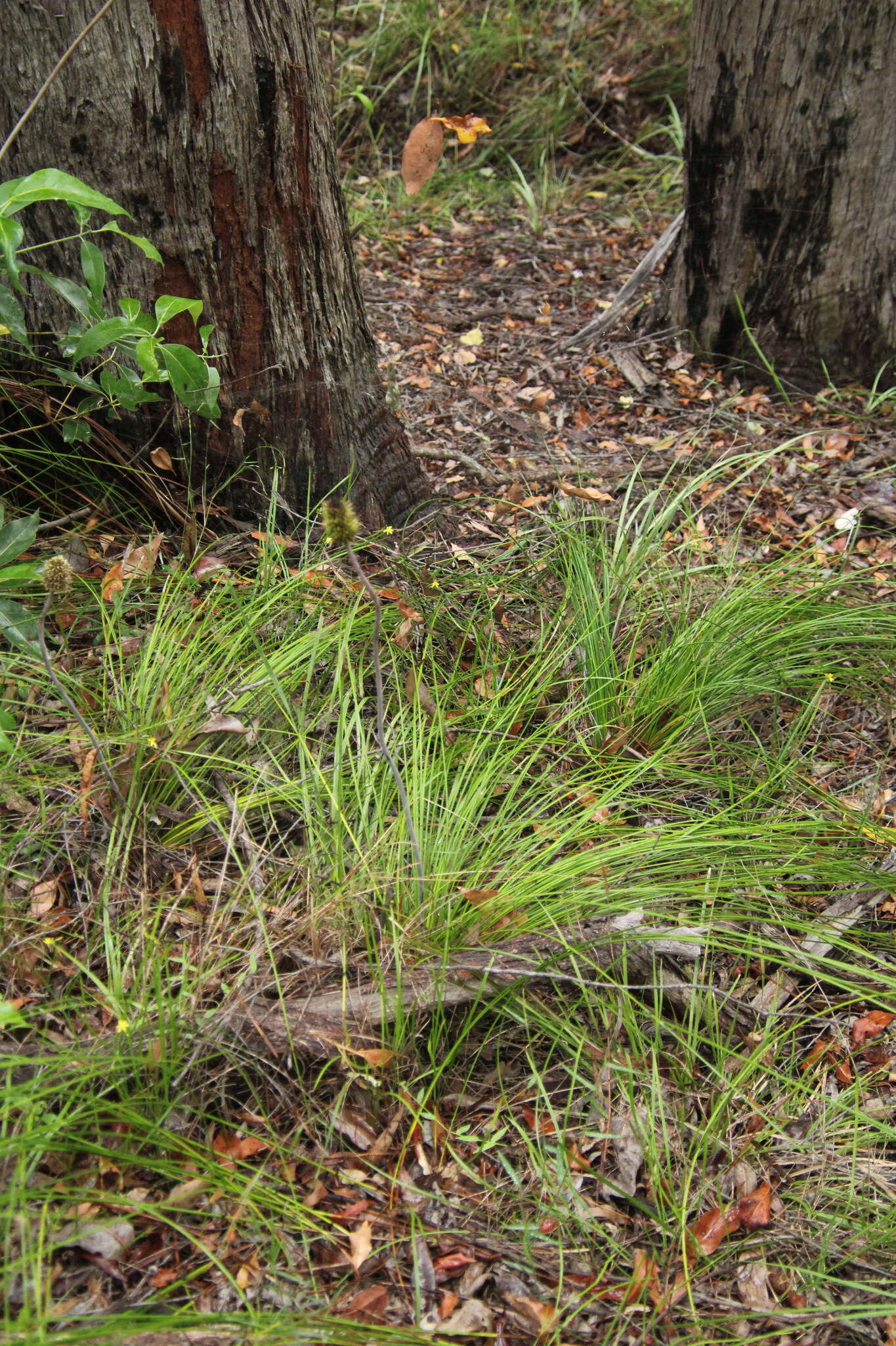 Image of Xanthorrhoea macronema F. Muell. ex Benth.