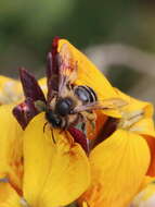 Image of Andrena flavipes Panzer 1799