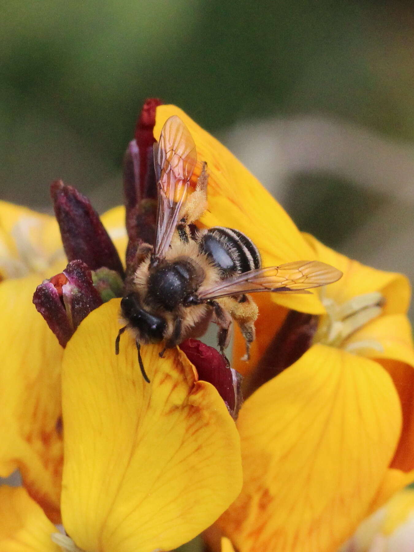 Image of Andrena flavipes Panzer 1799