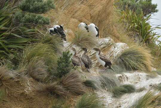 Image of New Zealand King Shag