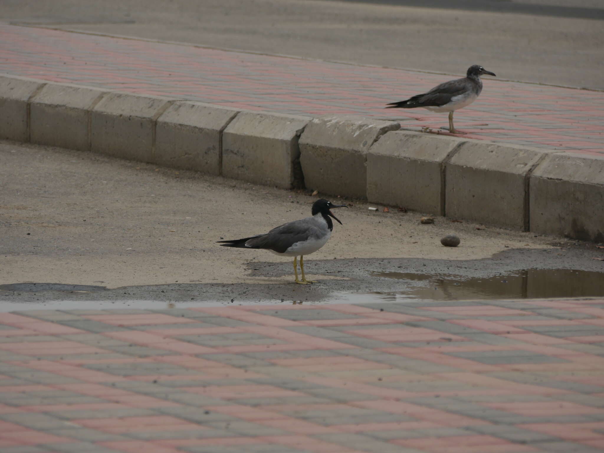 Image of White-eyed Gull