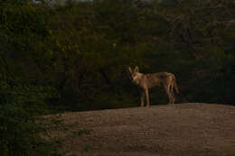 Image of Indian Wolf