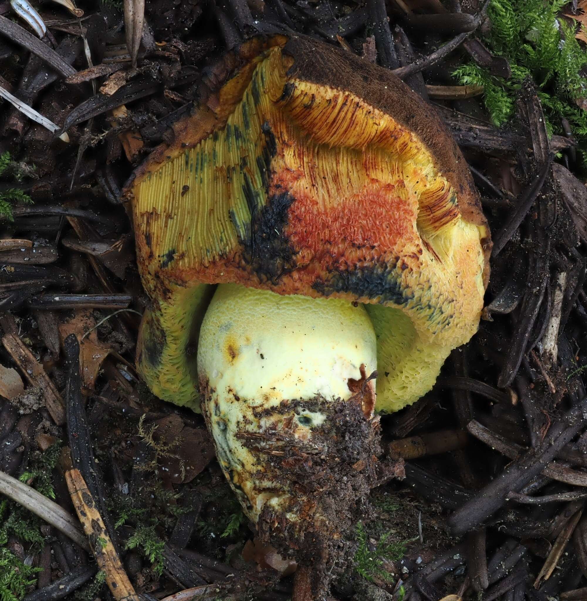 Слика од Gastroboletus turbinatus (Snell) A. H. Sm. & Singer 1959