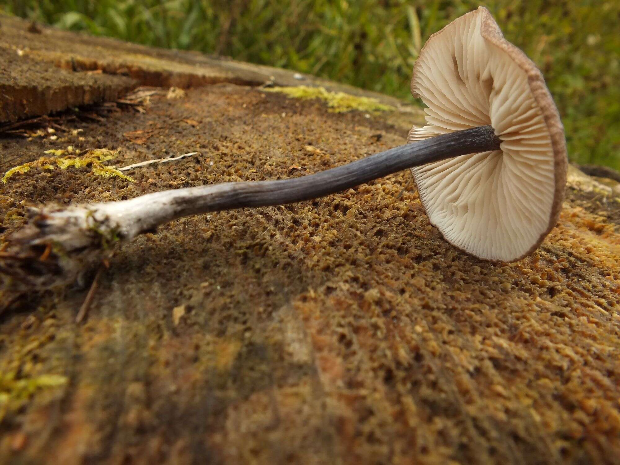 Слика од Entoloma lampropus (Fr.) Hesler 1967