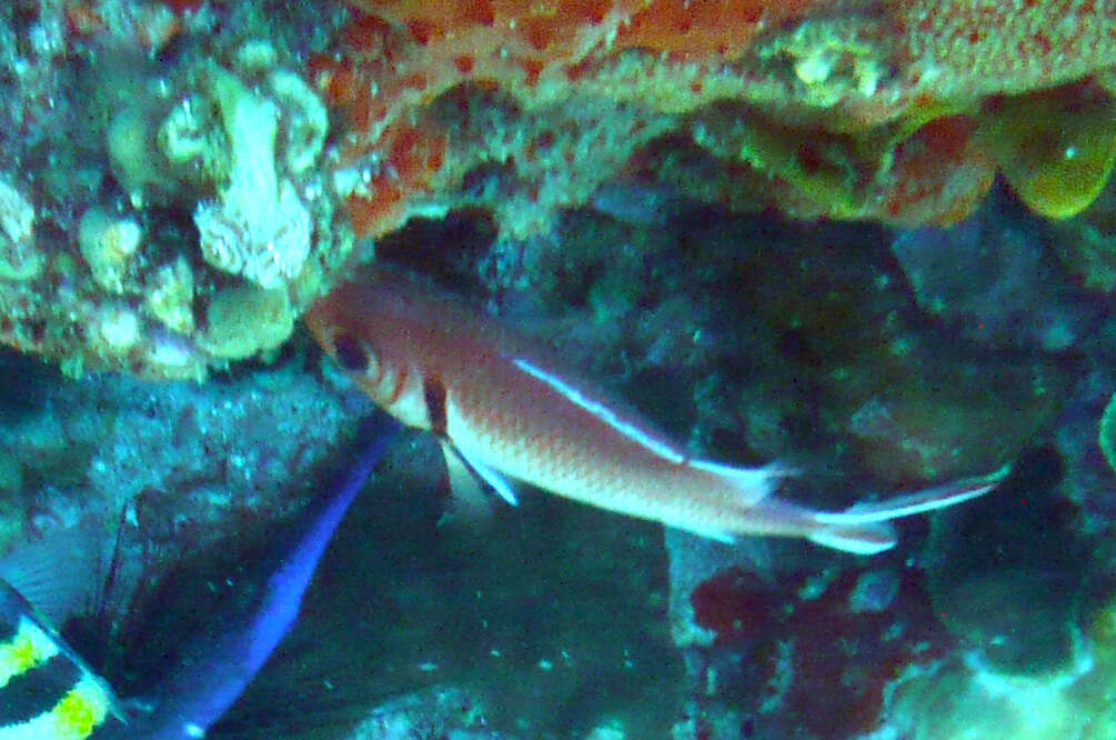 Image of Big-eyed Squirrelfish