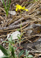 Imagem de Helianthemum canum (L.) Baumg.