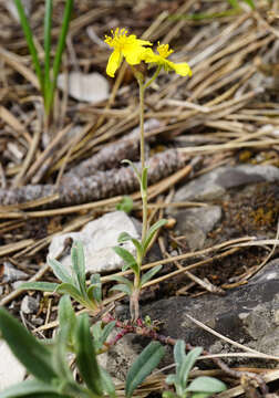 Image of Helianthemum canum (L.) Baumg.