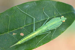 Imagem de Sinomantis denticulata Beier 1933