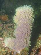 Image of spiky tube sponge