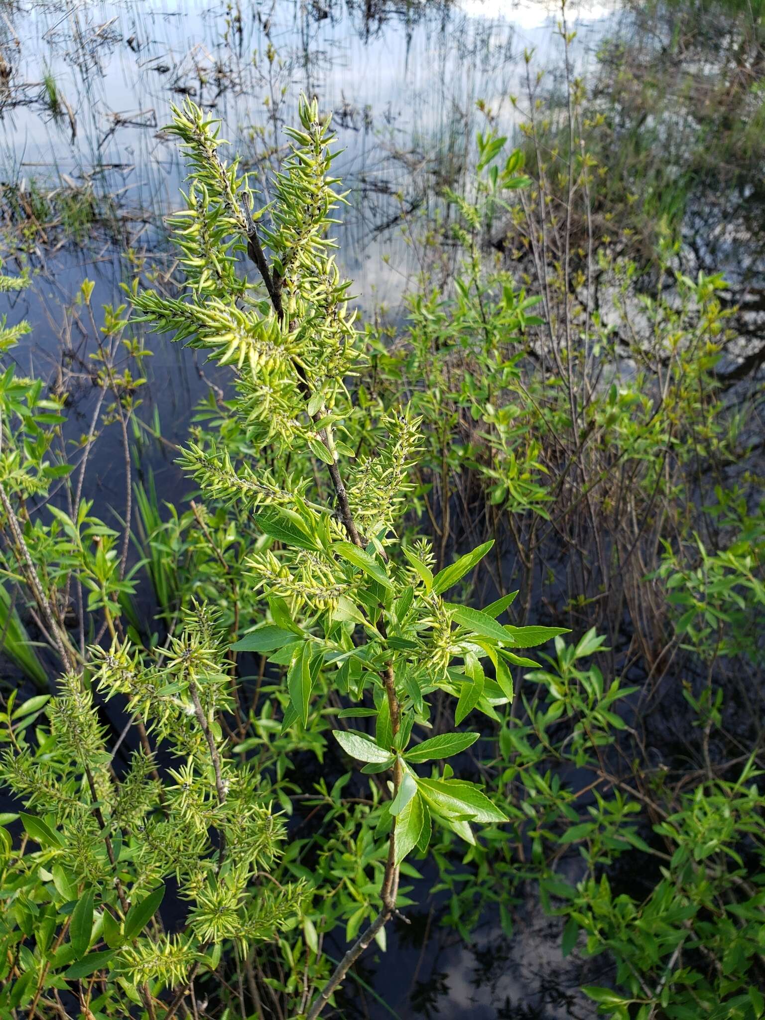 Salix myricoides Muhl.的圖片