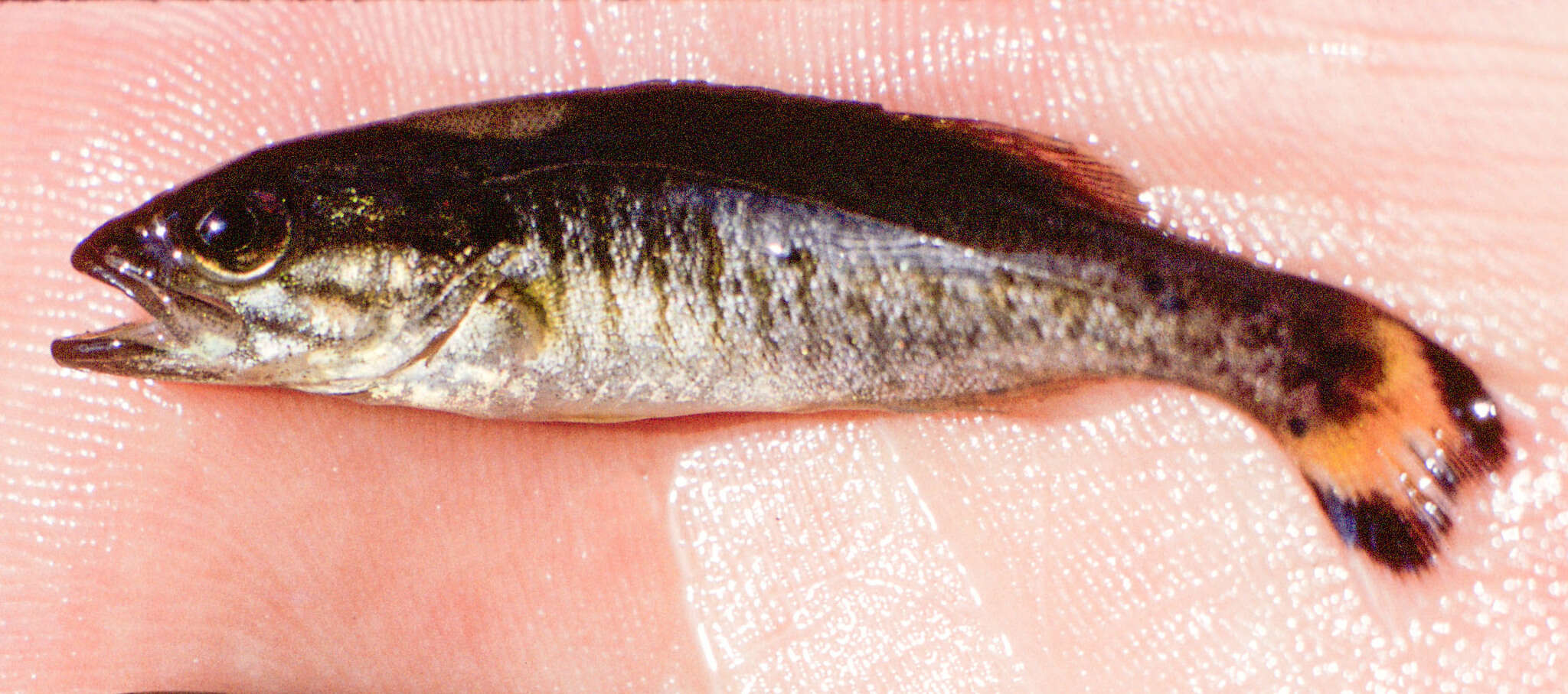 Image of Smallmouth Bass