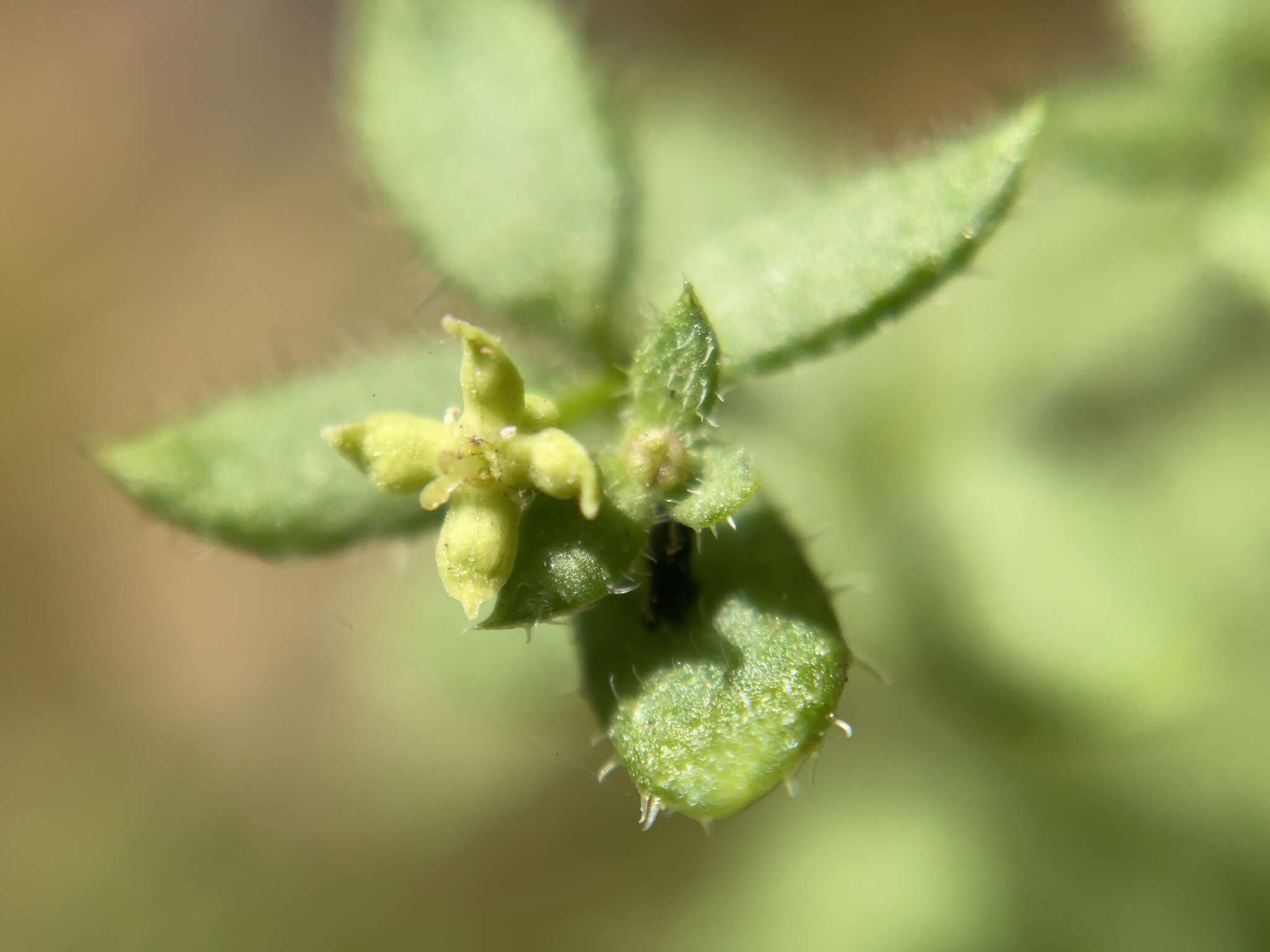 Galium californicum Hook. & Arn. resmi