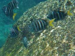 Image of Yellowtail sergeant