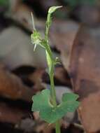 Acianthus amplexicaulis (F. M. Bailey) Rolfe resmi