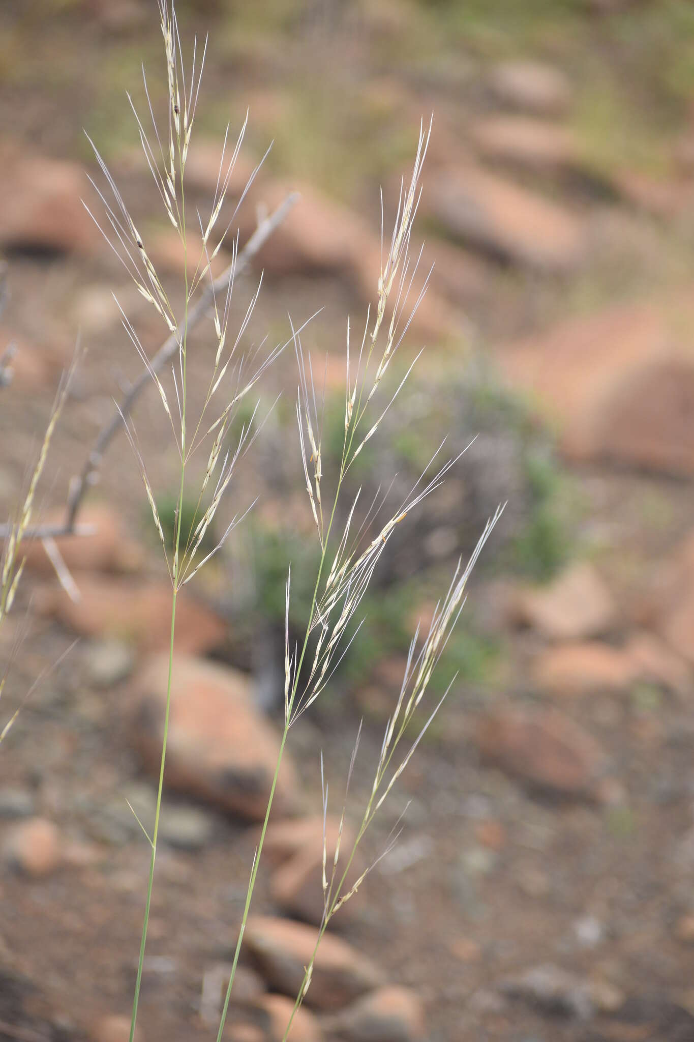 Image of Stipagrostis ciliata var. capensis (Trin. & Rupr.) De Winter