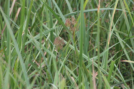 Imagem de Cyperus latifolius Poir.