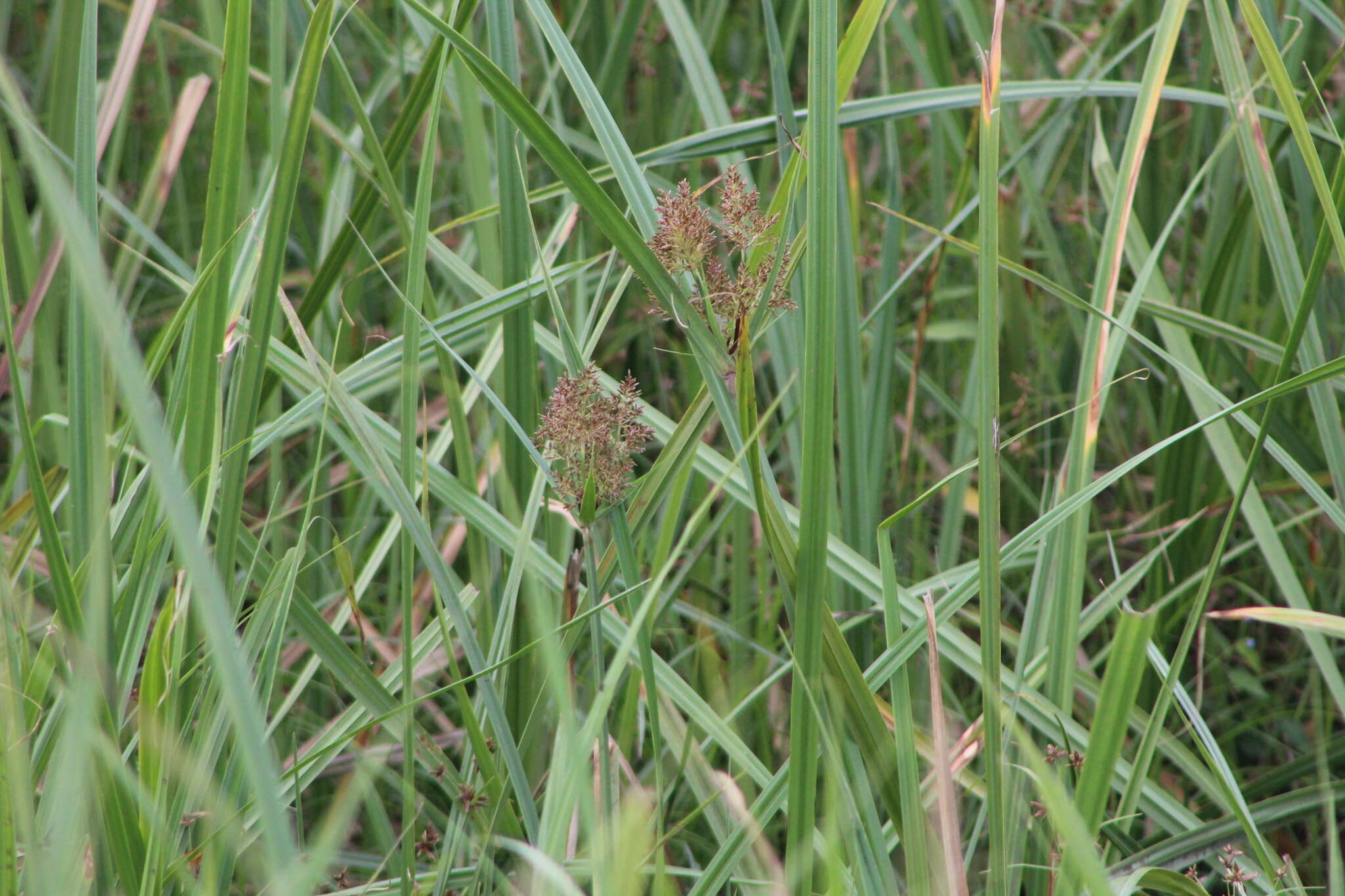 Image of Cyperus latifolius Poir.