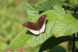 Image of Tanaecia lepidea Butler 1868