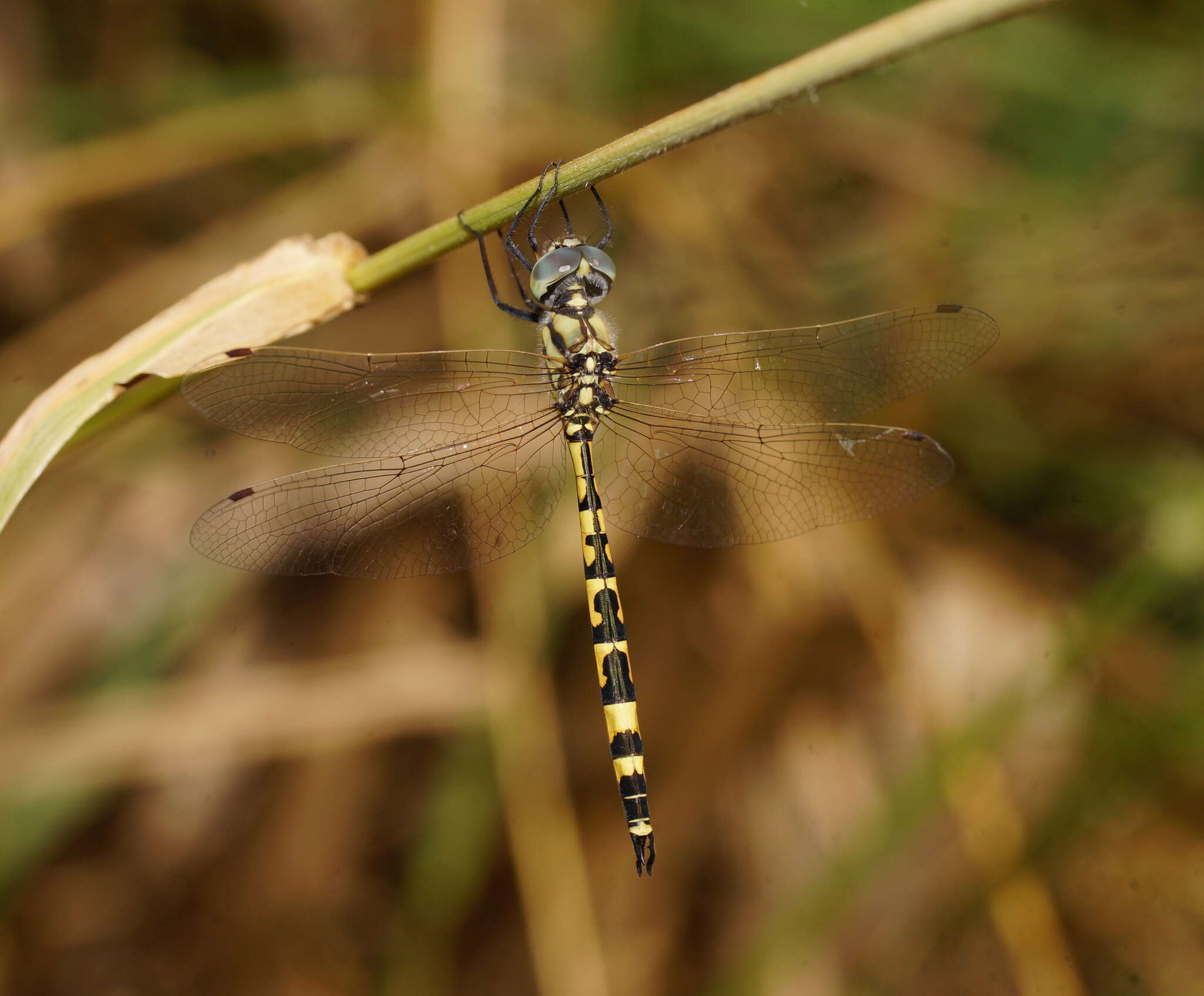 Image of Yellow-spotted Emerald