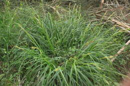 Image of Cape Sedge