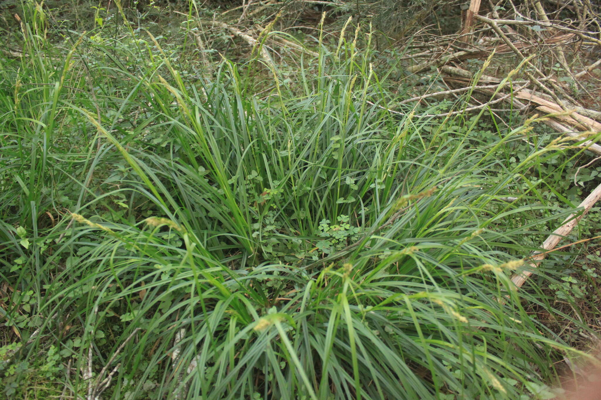 Image of Cape Sedge