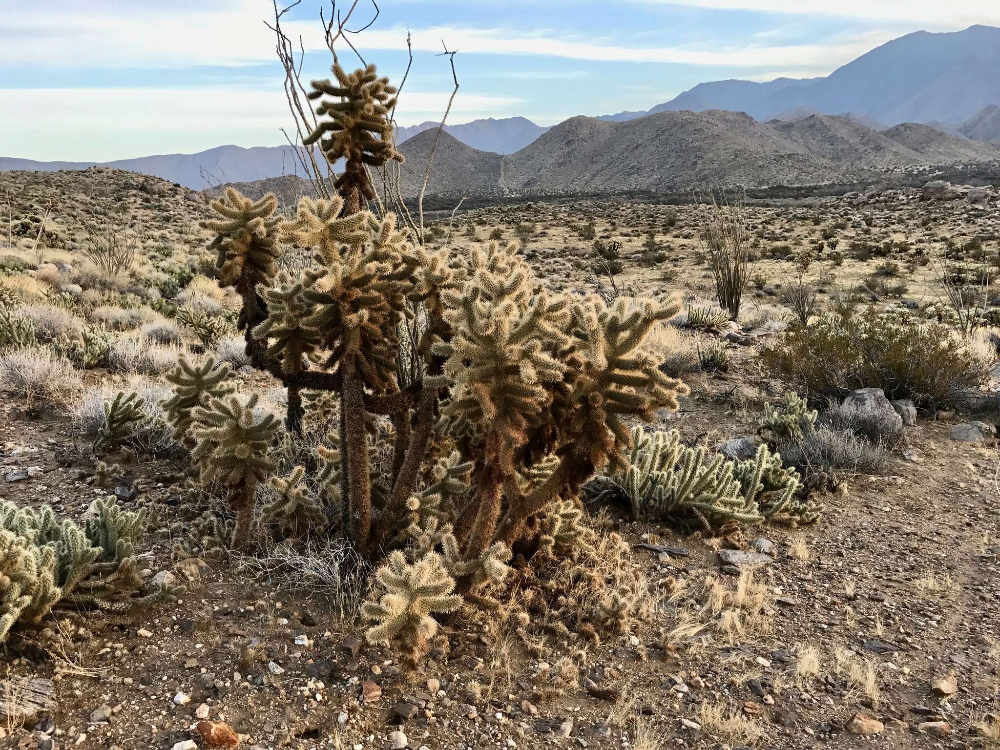 Image de Cylindropuntia fosbergii (C. B. Wolf) Rebman, M. A. Baker & Pinkava